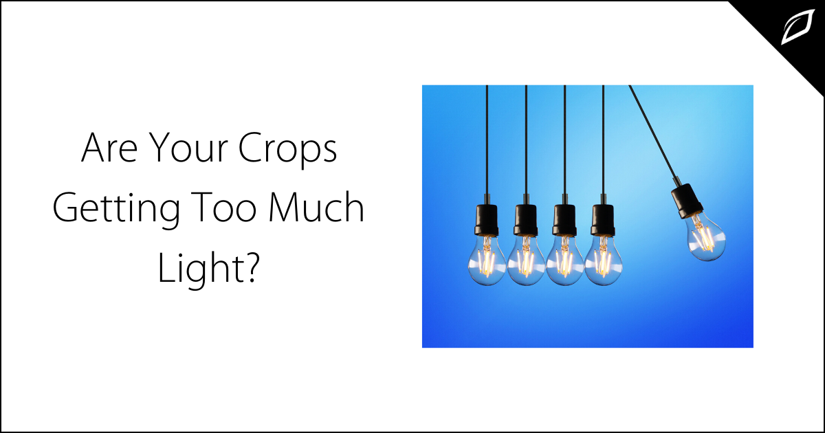 Are Your Crops Getting Too Much Light?